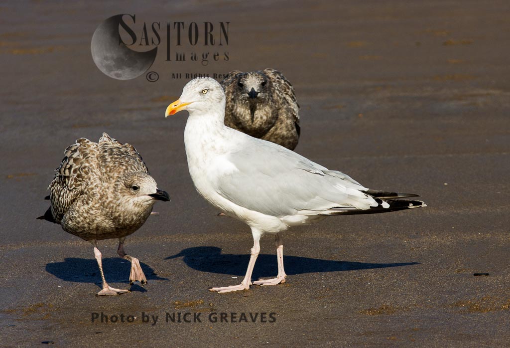 Adult with juvenile Herring Gulls