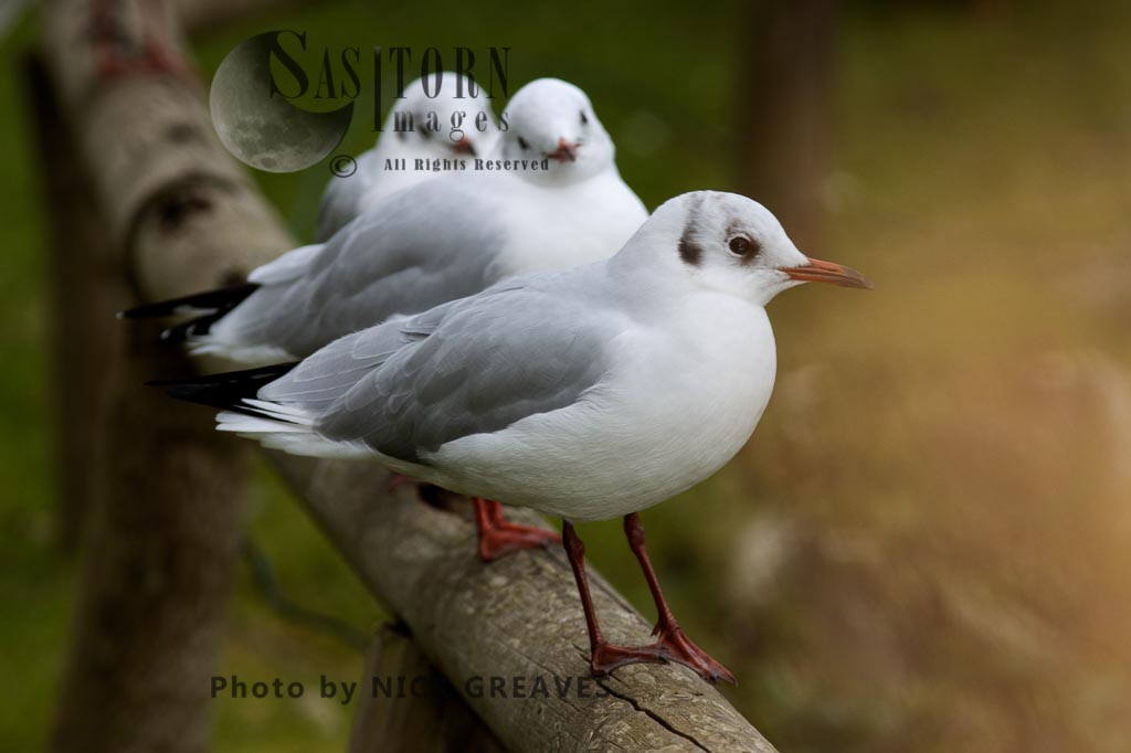 Blak-headed Gulls in winter plumage