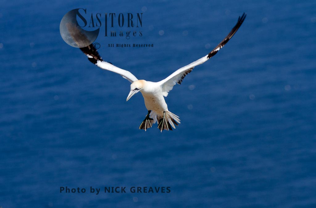 Gannet approaching nestsite