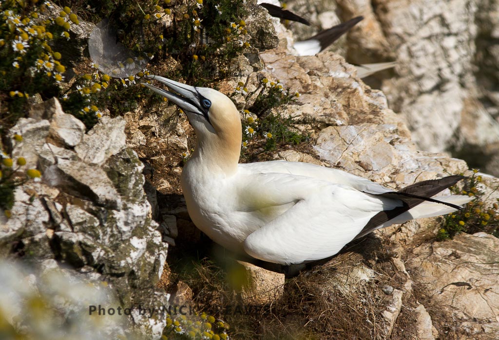 Gannet sheltering small chick