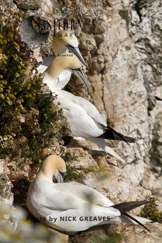 Gannets on nest ledge
