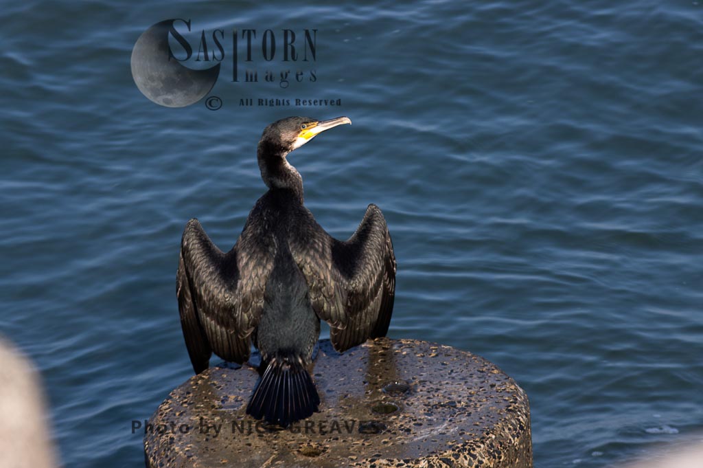Great Cormorant drying out