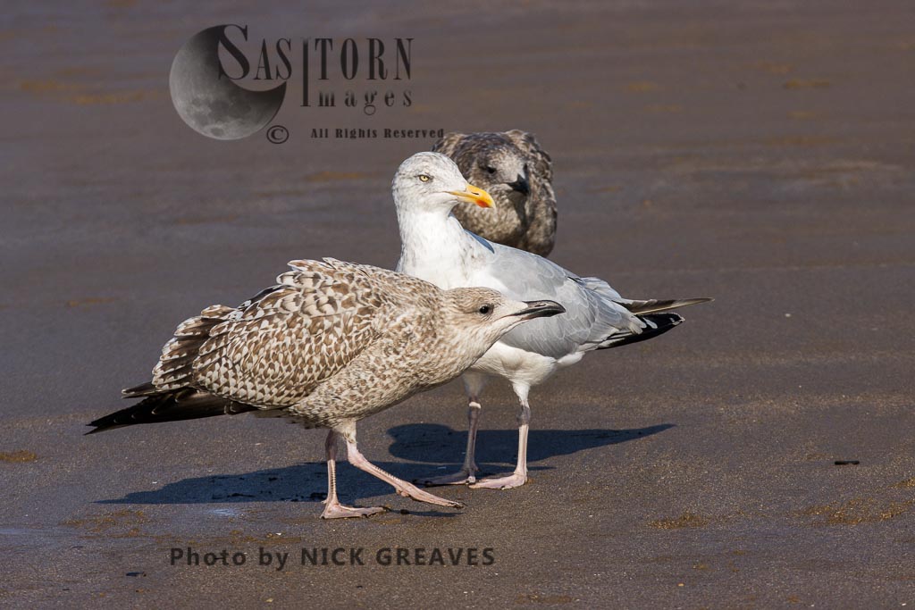 Herring Gull adult with juveniles