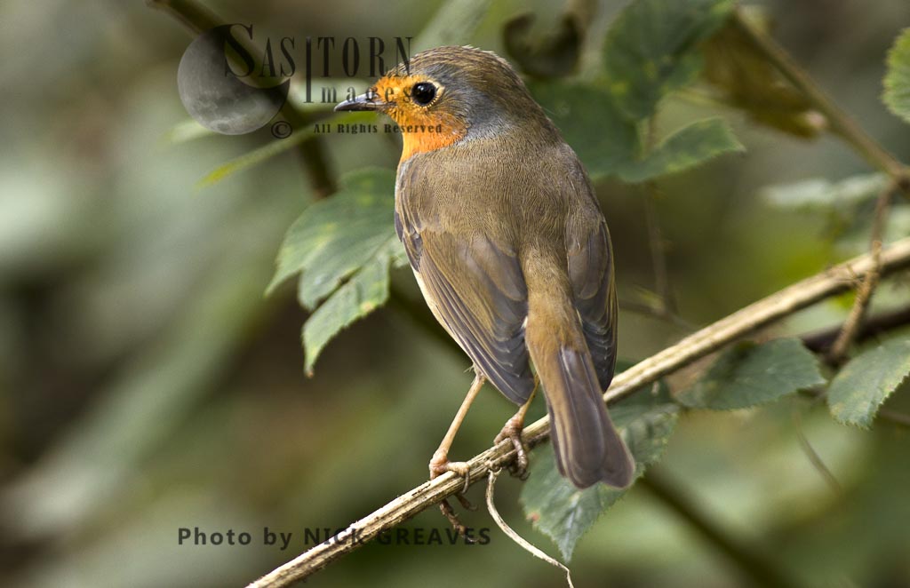 territorial male Robin