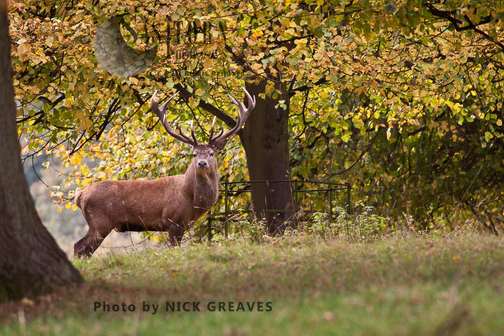 Red Deer (Cervus elaphus) Stag, Studley Park, North Yorkshire, England