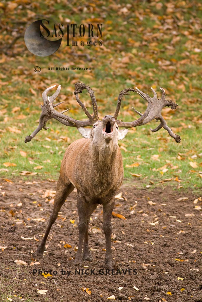 Red DeerRed Deer (Cervus elaphus)  Stag bugeling, Studley Park, North Yorkshire, England