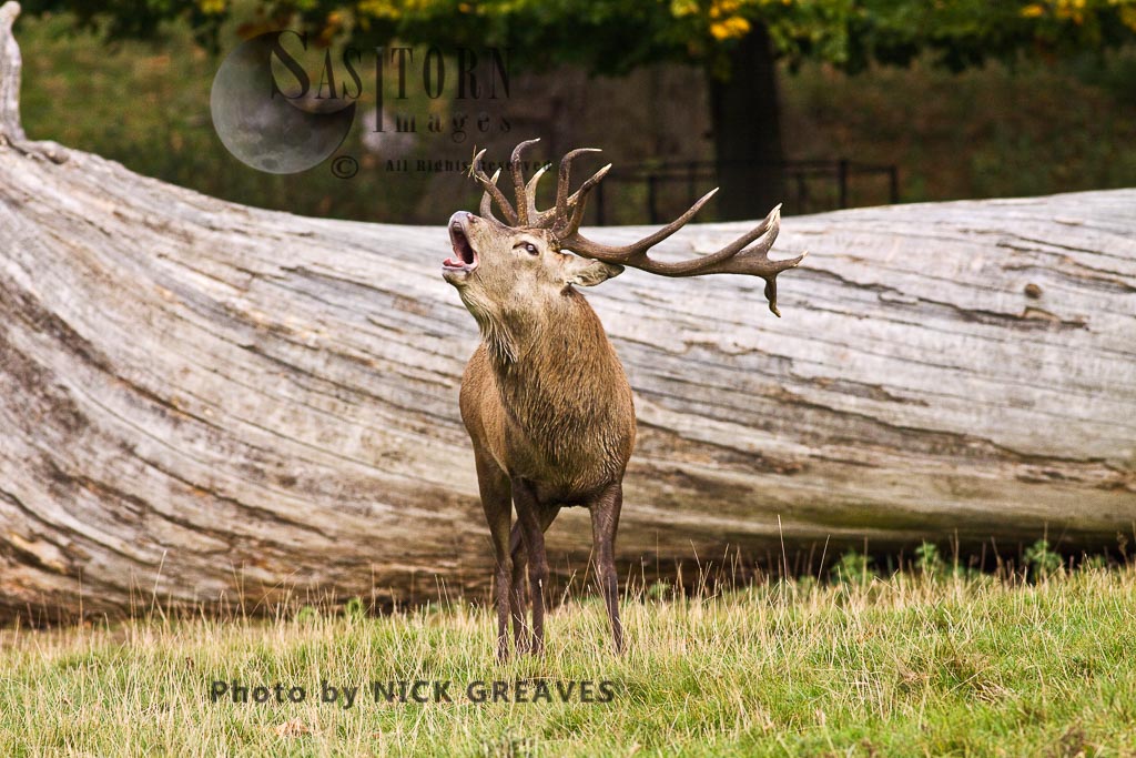 Red Deer (Cervus elaphus) Stag bugling, Studley Park, North Yorkshire, England