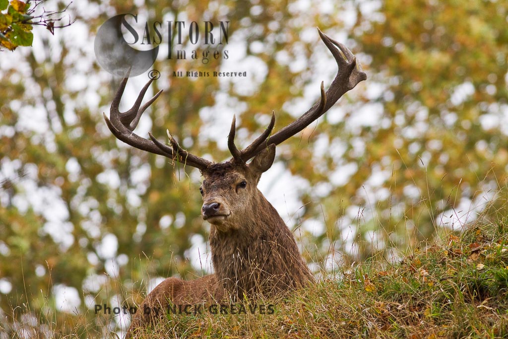 Red Deer (Cervus elaphus) Resting Stag