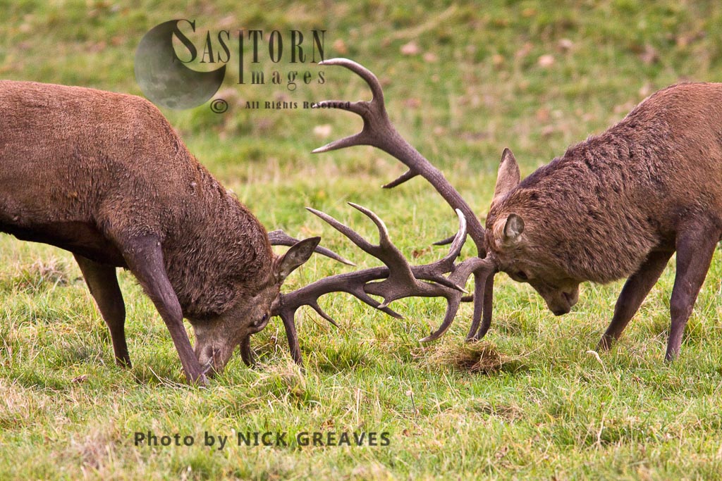 Red Deer (Cervus elaphus) stags locking horns, Studley Park, North Yorkshire, England