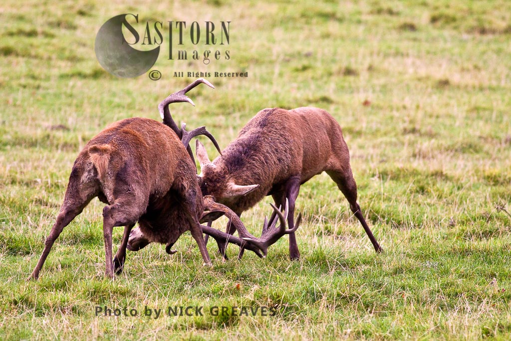 Red Deer (Cervus elaphus) Stags locking horns to establish dominance, Studley Park, North Yorkshire, England