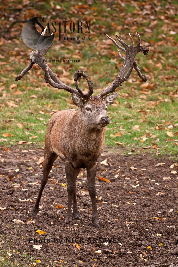 Red Deer (Cervus elaphus) Dominant Stag, Studley Park, North Yorkshire, England