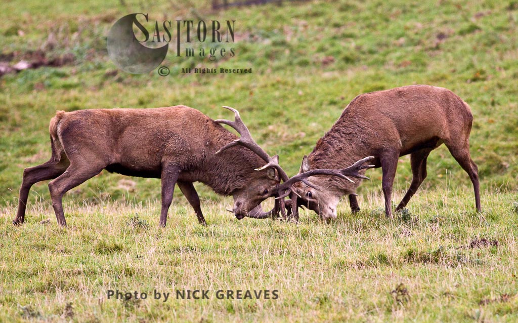 Red Deer (Cervus elaphus) stags fighting, Studley Park, North Yorkshire, England
