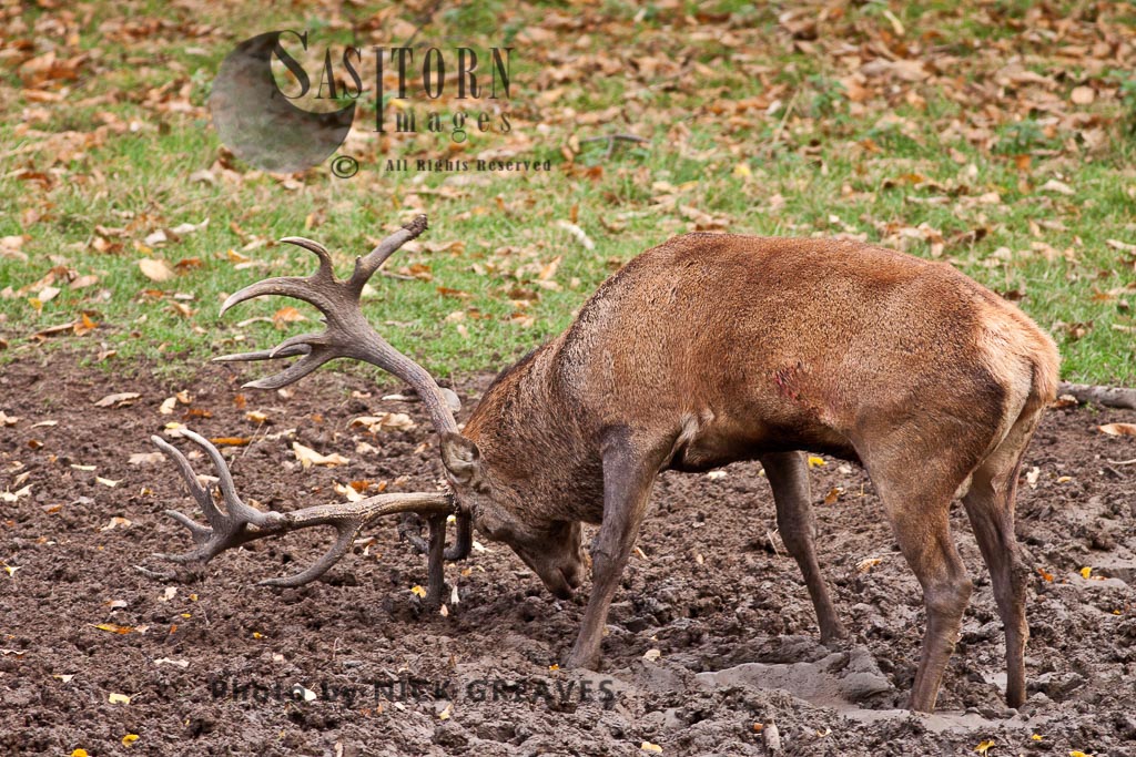 Red Deer (Cervus elaphus)  stag at wallow, Studley Park, North Yorkshire, England