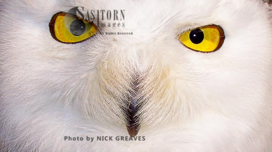 Snowy owl detail