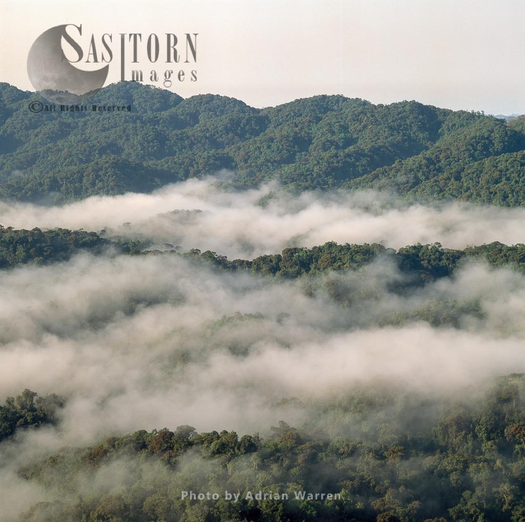 Misty Forest Dawn, Nyungwe Forest, Rwanda, East Africa,