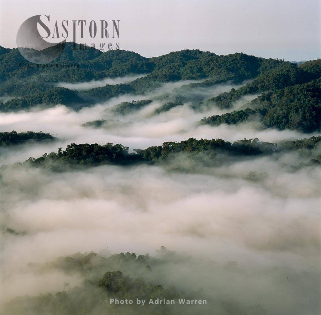 Misty Forest Dawn, Nyungwe Forest, Rwanda, East Africa,