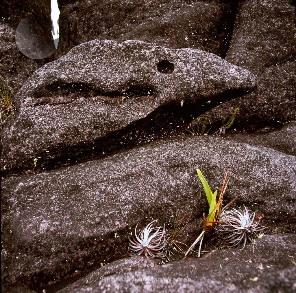 Rock shapes on Kukenan summit near the green lagoon, Tepuis, Venezuela