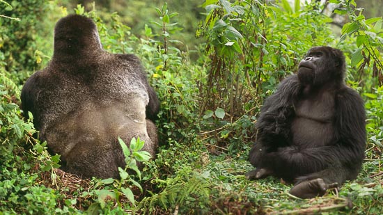 Mountain Gorillas  (Gorilla g. beringei) - Silverback and blackback males, Virunga Volcanoes, Rwanda‘