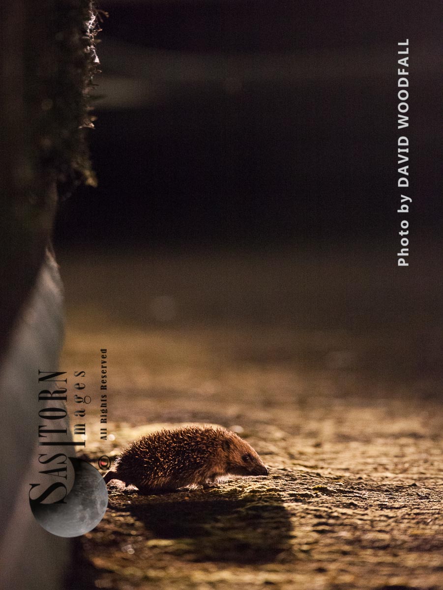 Hedgehog in urban and suburban area