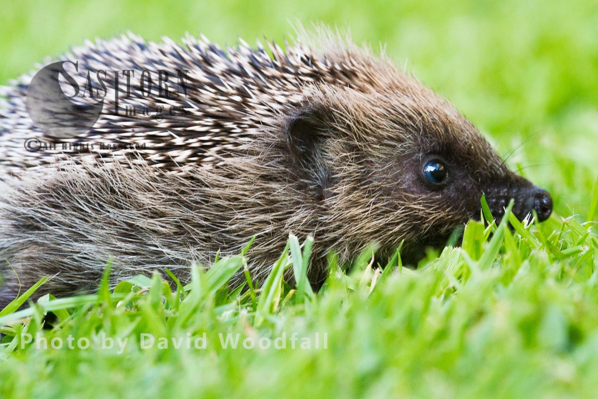 Young Hedgehog on a lawn