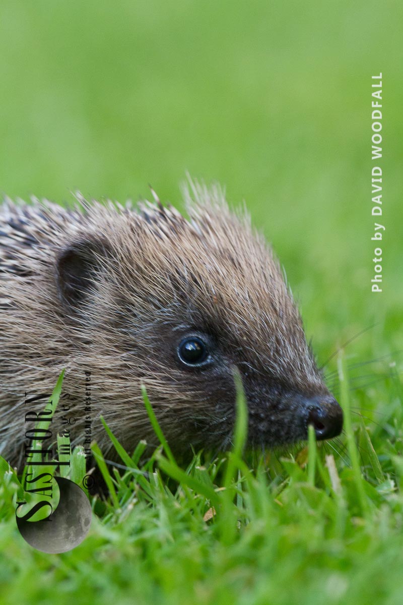 Young Hedgehog on a lawn