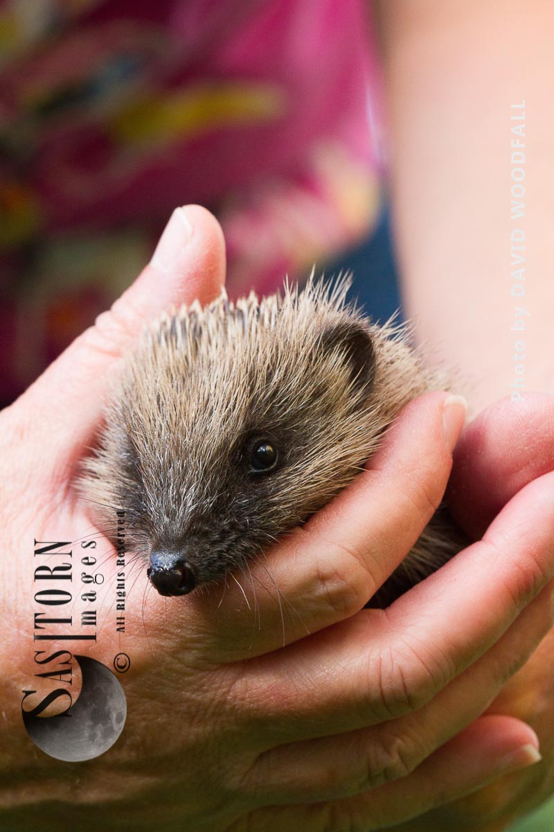 Yound hedgehog in hands about to be released into the wild