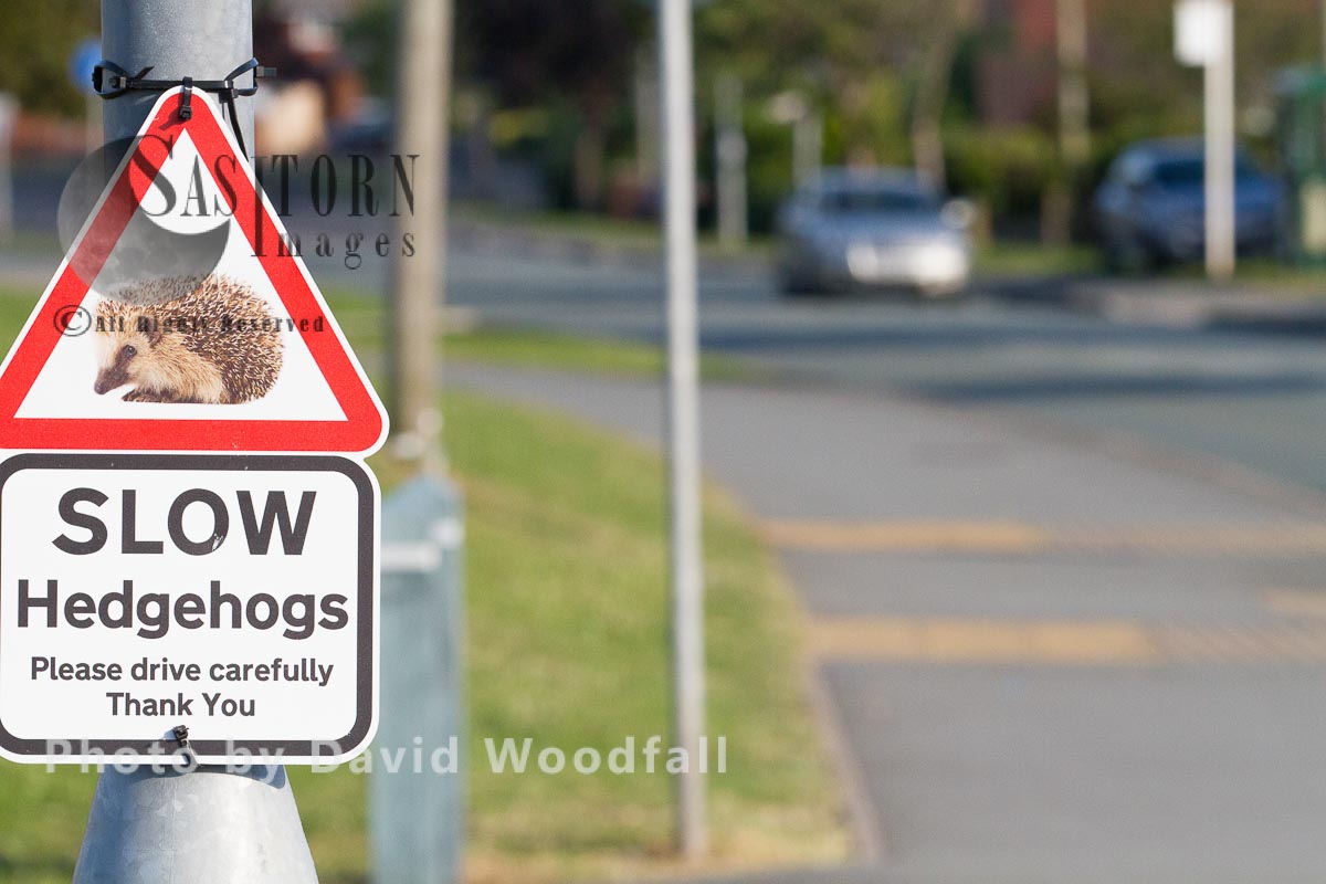Beware of Hedgehog crossing road, sign warning drivers