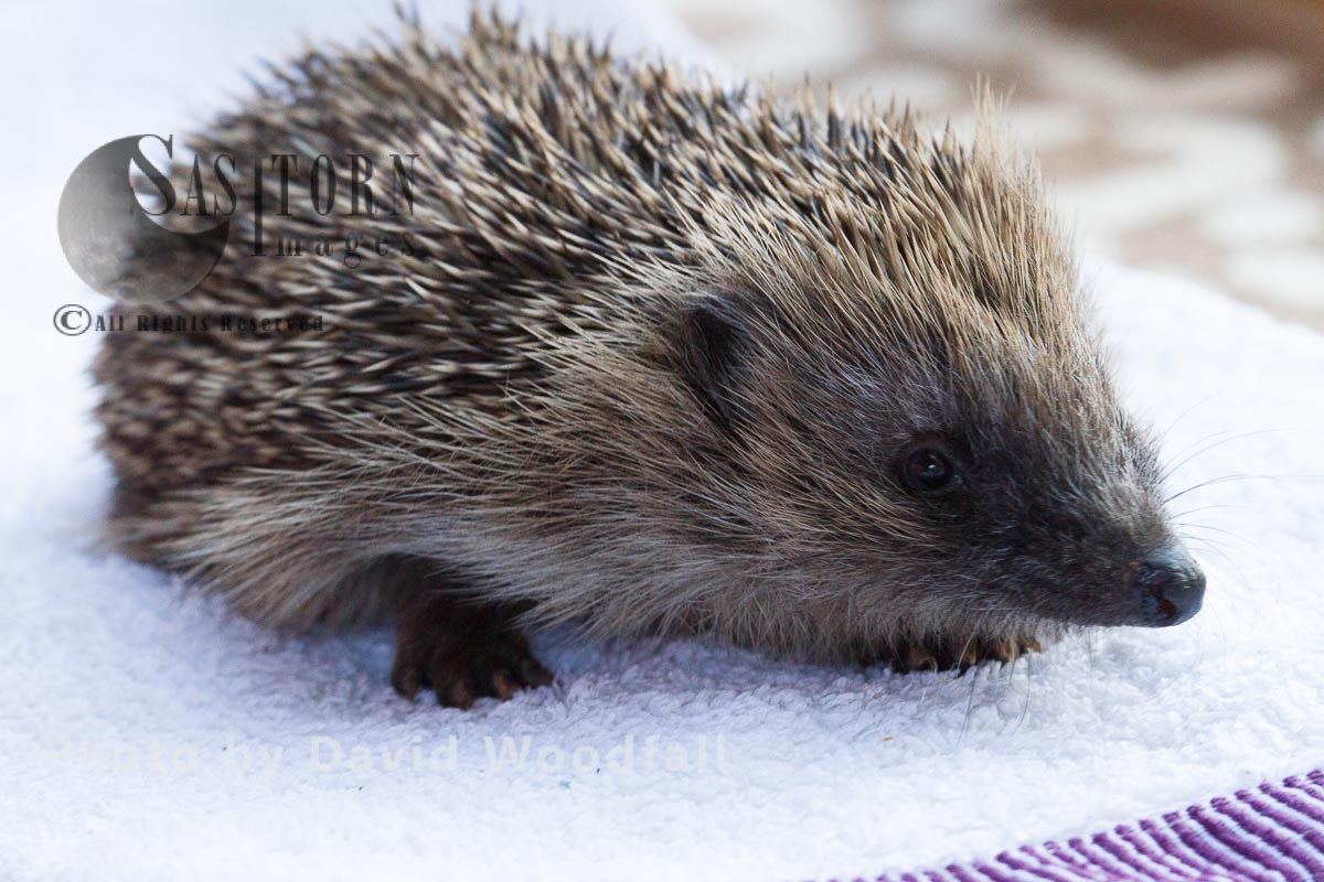 Hedgehog rescued and cared for before releasing  back to the wild