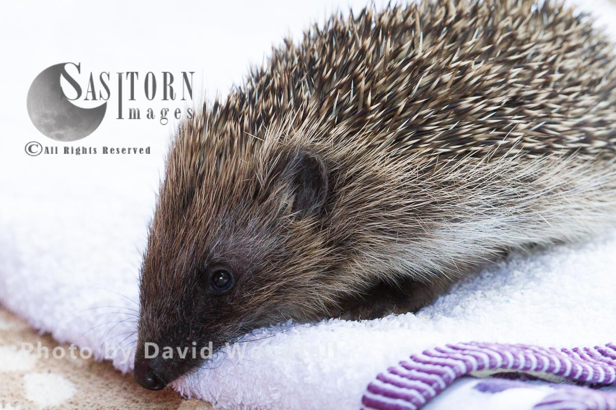 Hedgehog rescued and cared for before releasing  back to the wild