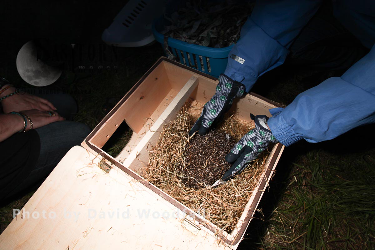 Hedgehog being rescued, treated and when ready released back into the wild