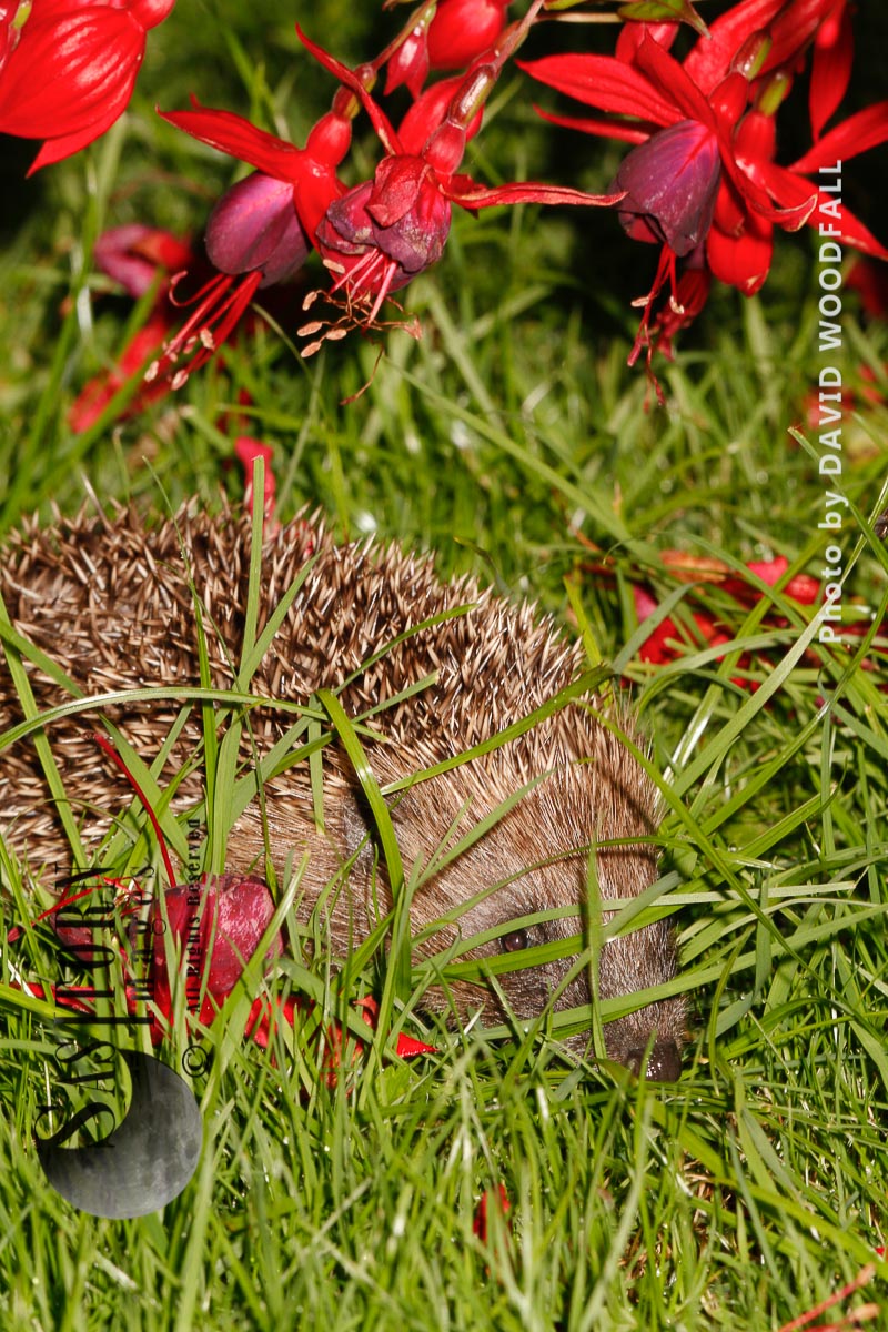 Hedgehog under Fuschia bush in garden