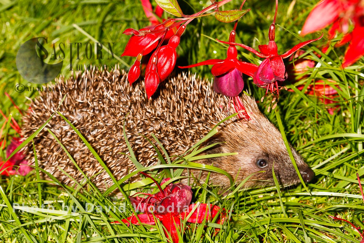 Hedgehog under Fuschia bush in garden
