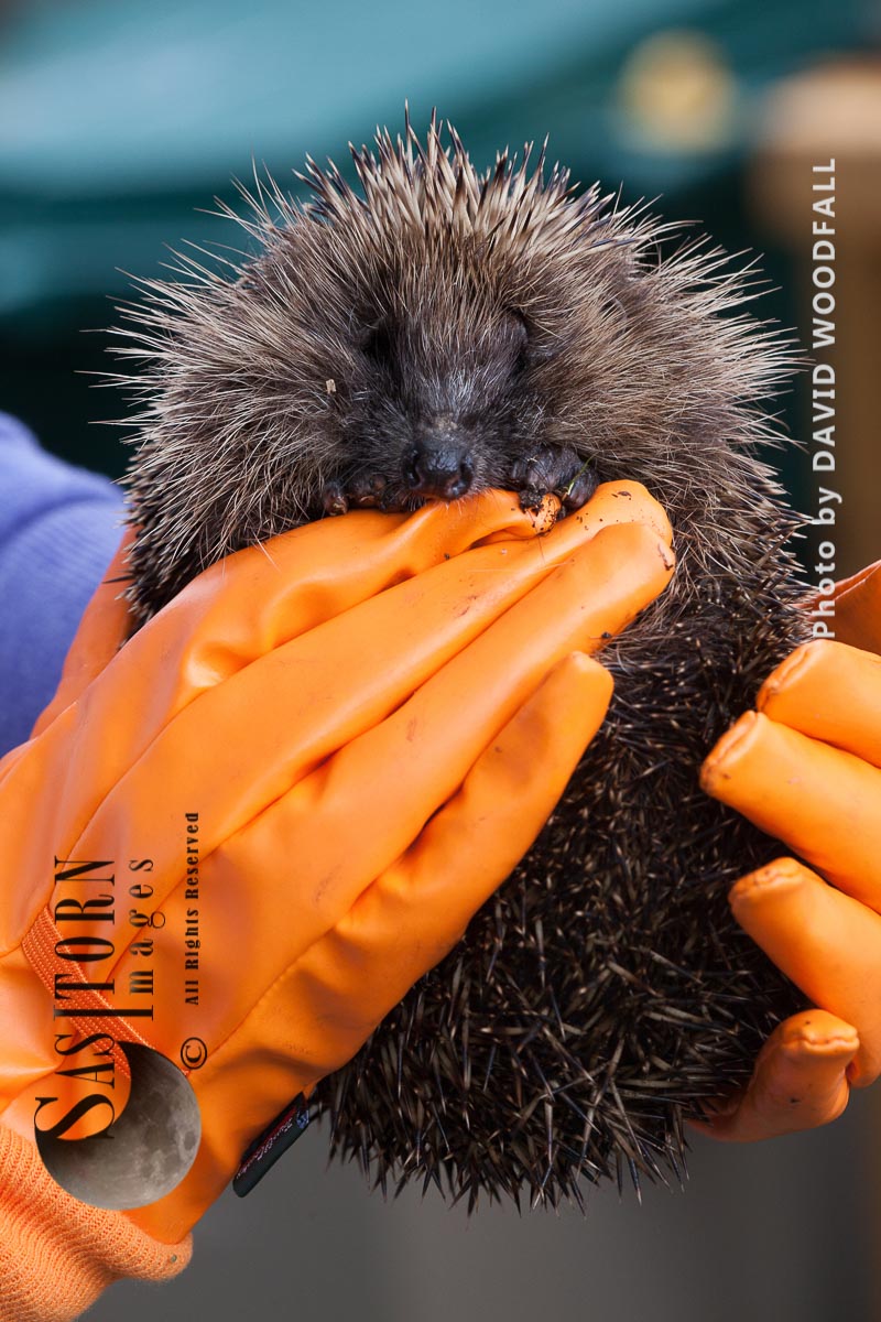Hedgehog being held at 
Hedgehog Help Prestatyn, Wales