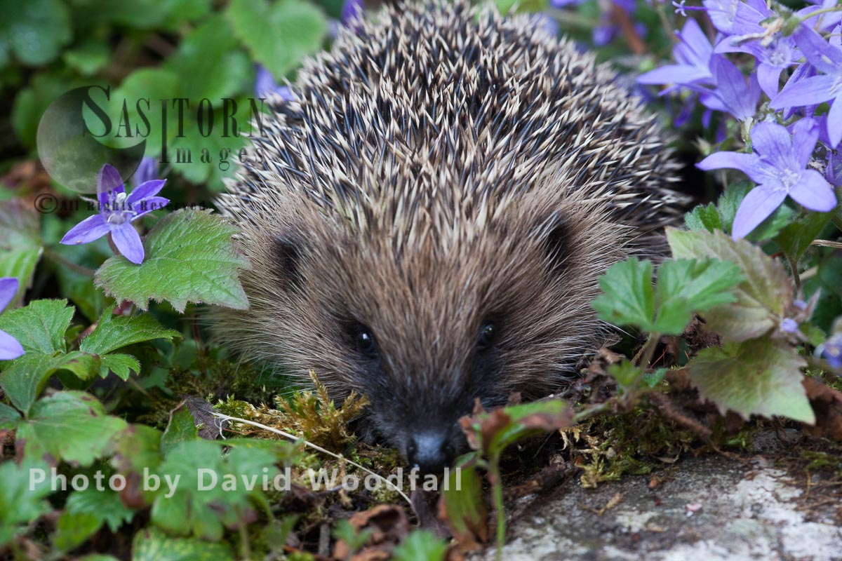 A young Hedgehog in campanula flowers bed