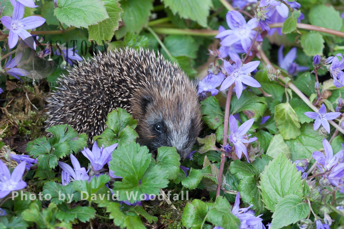 A young Hedgehog in campanula flowers bed