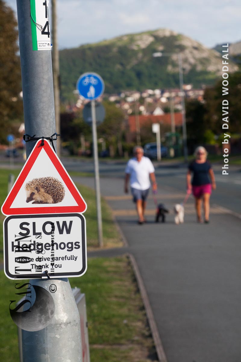 Beware of Hedgehog crossing road, sign warning drivers