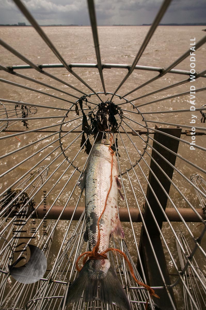 Wild salmon caught in Pucher Fishing basket, Severn Estuary