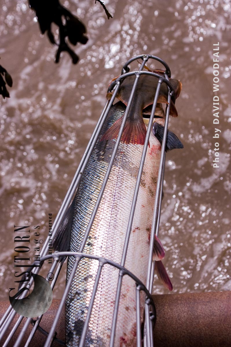 Salmon caught in Pucher Fishing basket,  on Severn Estuary