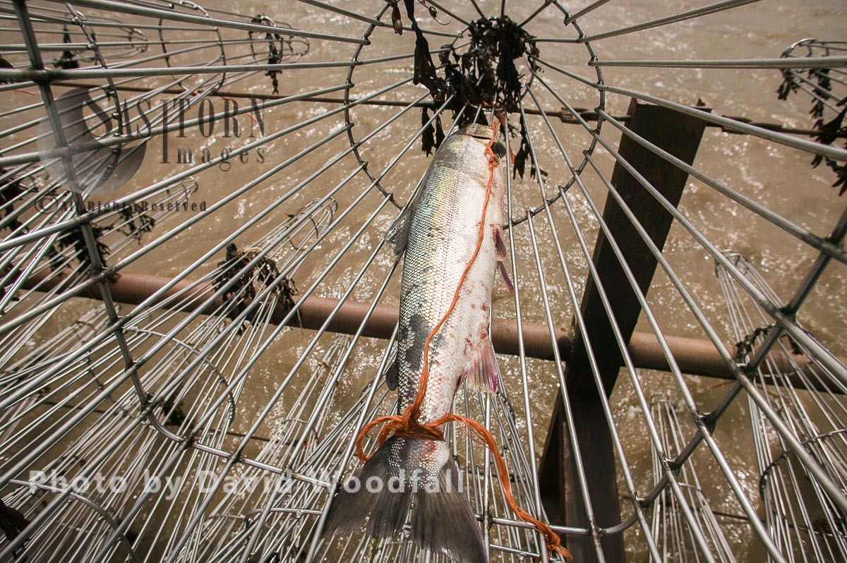 Wild salmon caught in Pucher Fishing basket, Severn Estuary