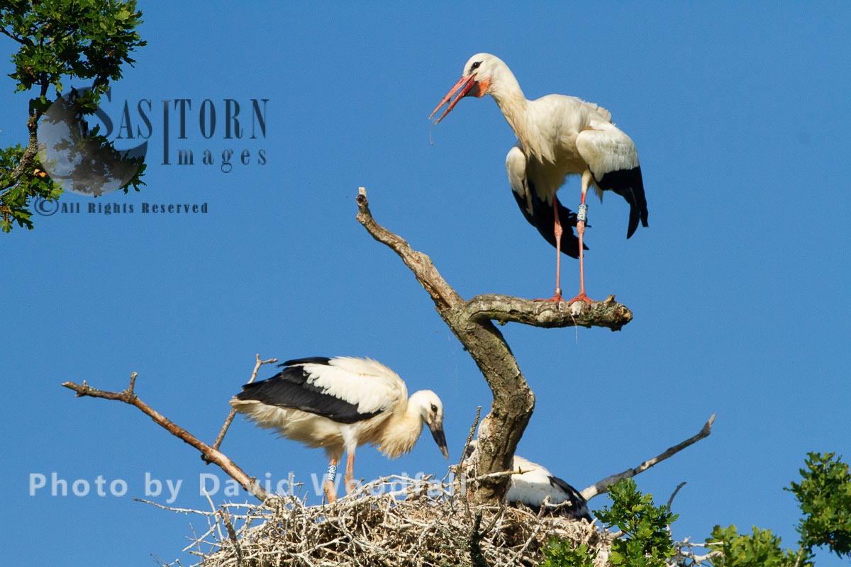 White Storks, first to nest in UK for 600 years