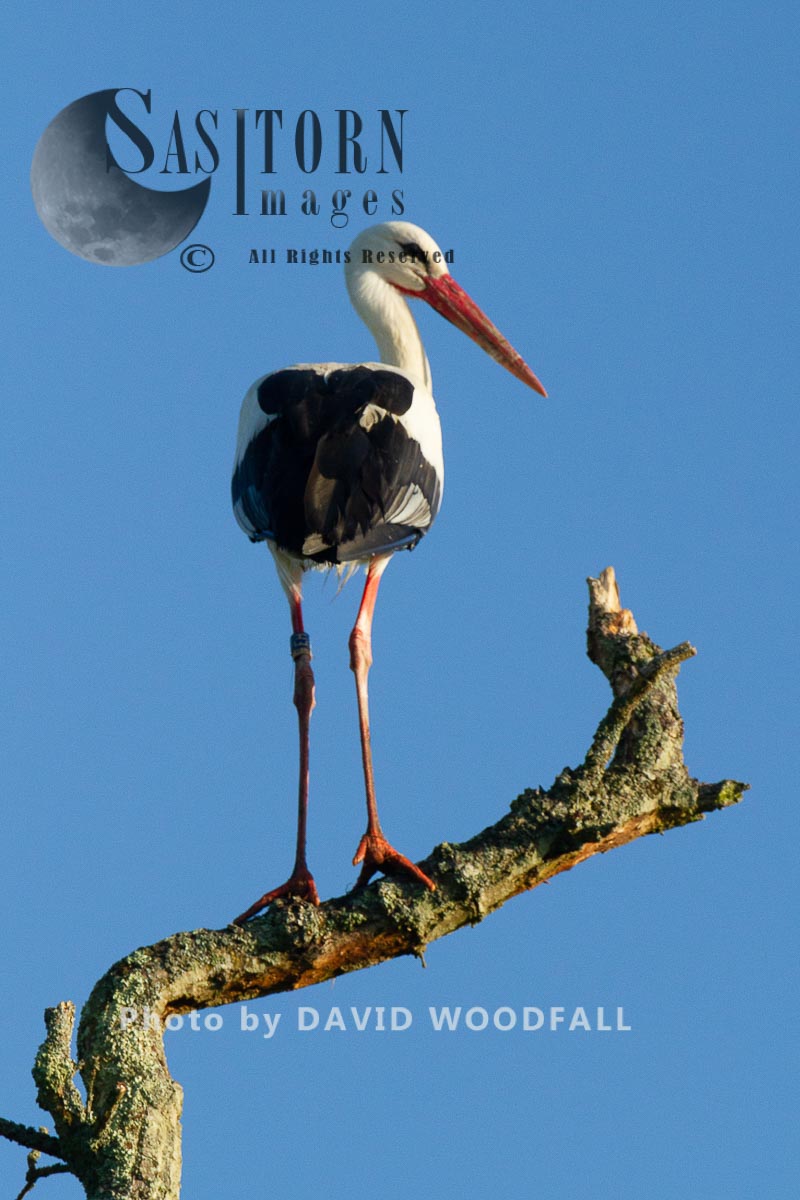 White Storks, perching on tree