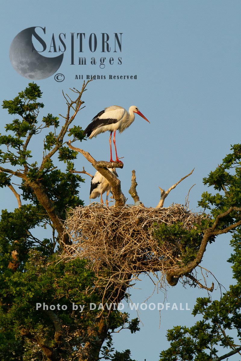White Storks, first to nest in UK for 600 years