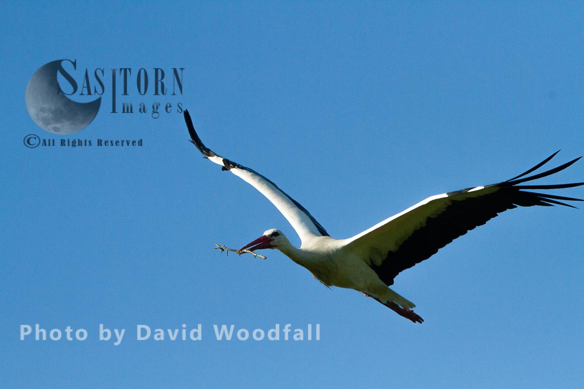 White Stork in flight carrying stick for nest building