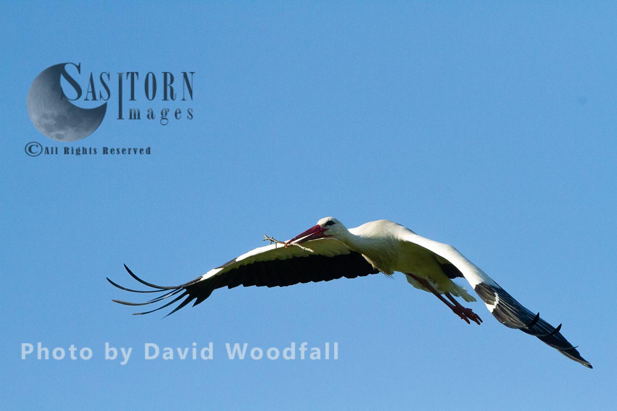 White Stork in flight carrying stick for nest building