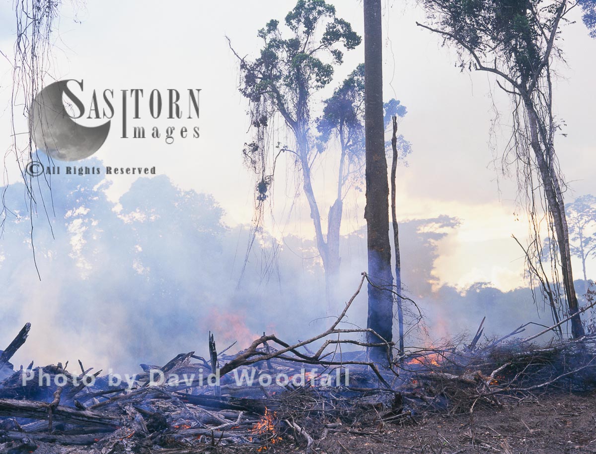 Rainforest burnt for cattle ranching