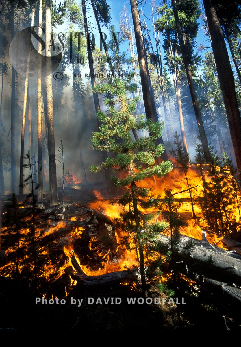 Wildfire in Lodgepole Pine Forest