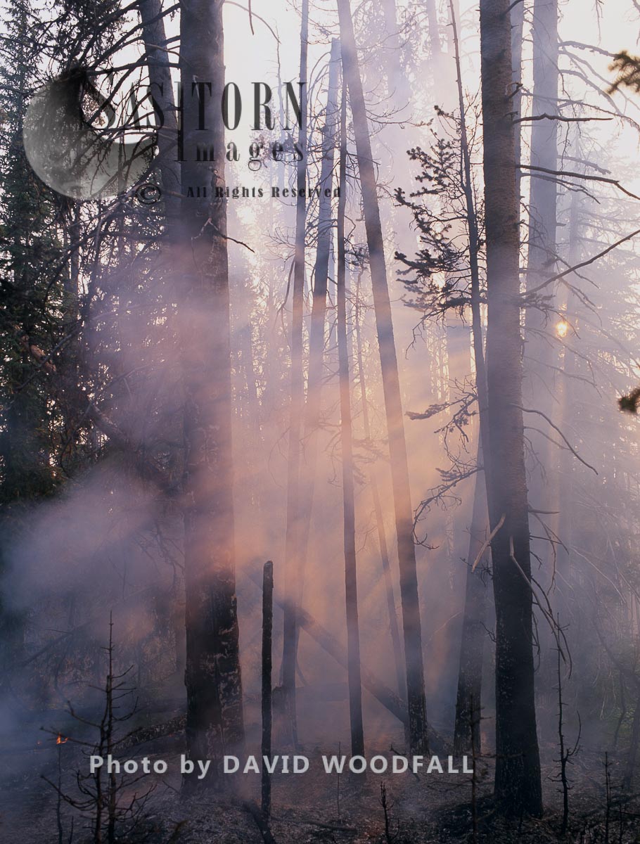 Wildfire in Lodgepole Pine Forest 