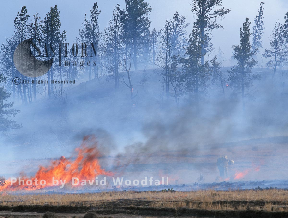 Wildfire in Big Timber Forest
