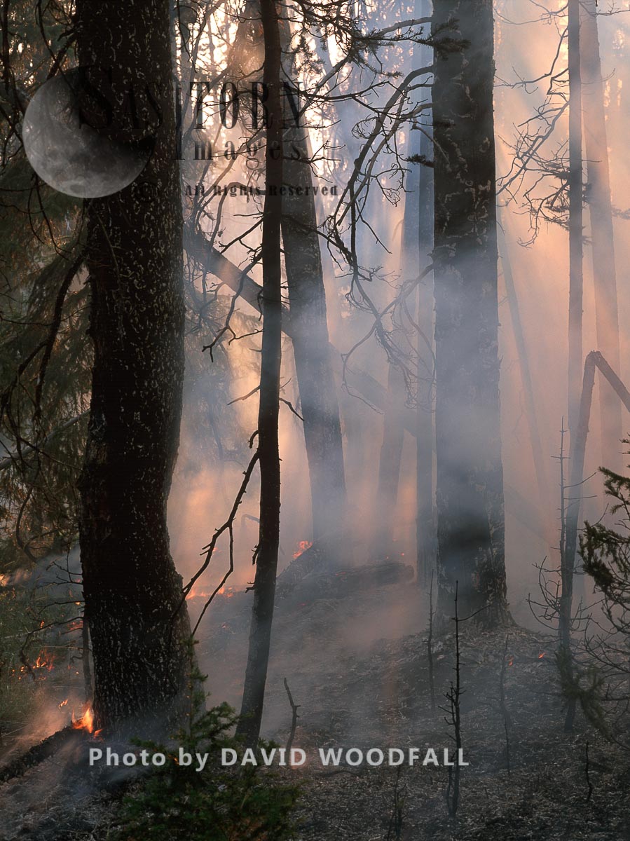 Forest Wildfire, Yellowstone National Park