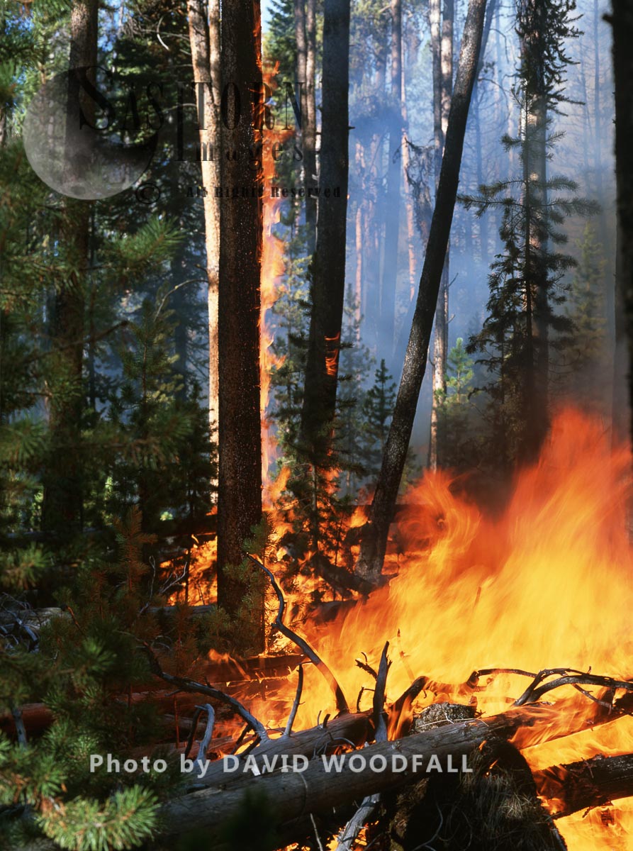 Forest Wildfire, Yellowstone National Park